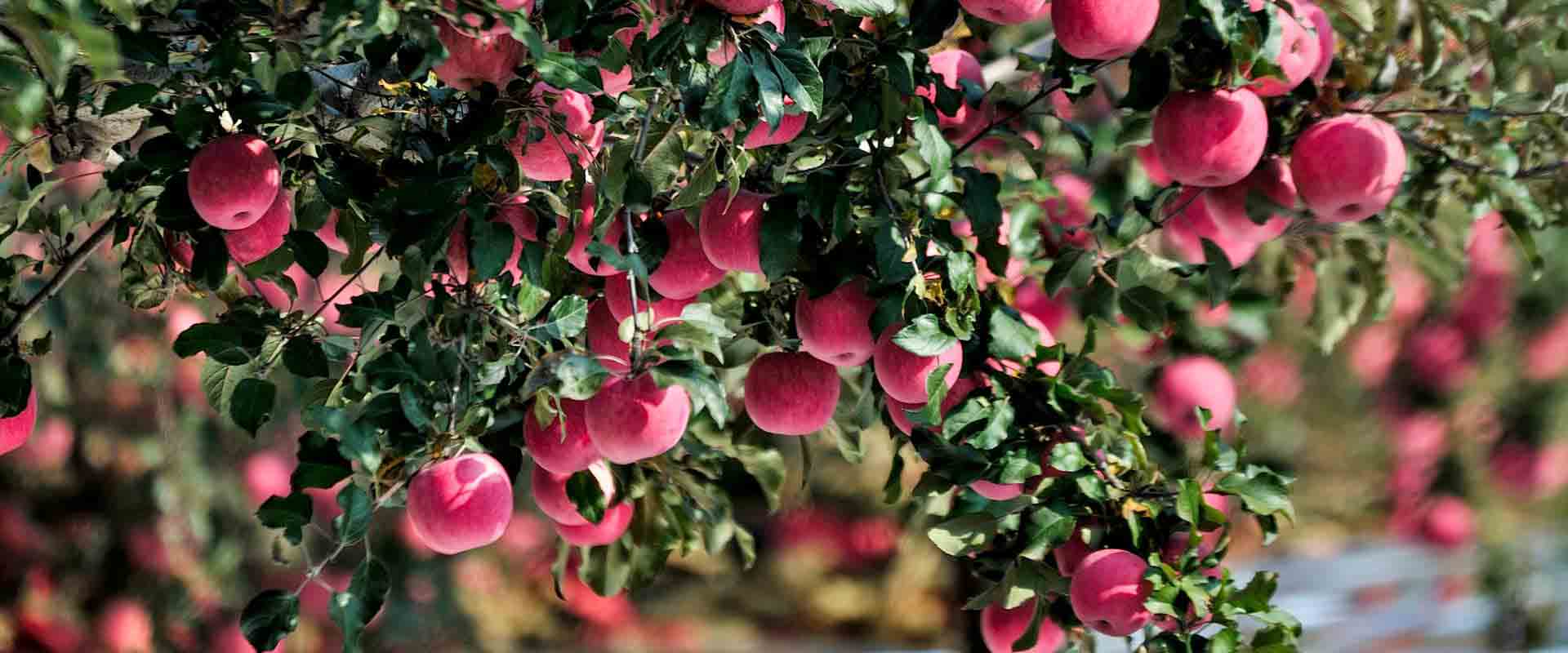 果園氣象站場(chǎng)景